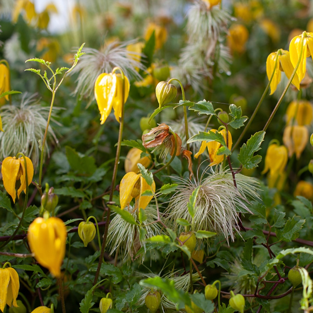 Clematis tangutica  