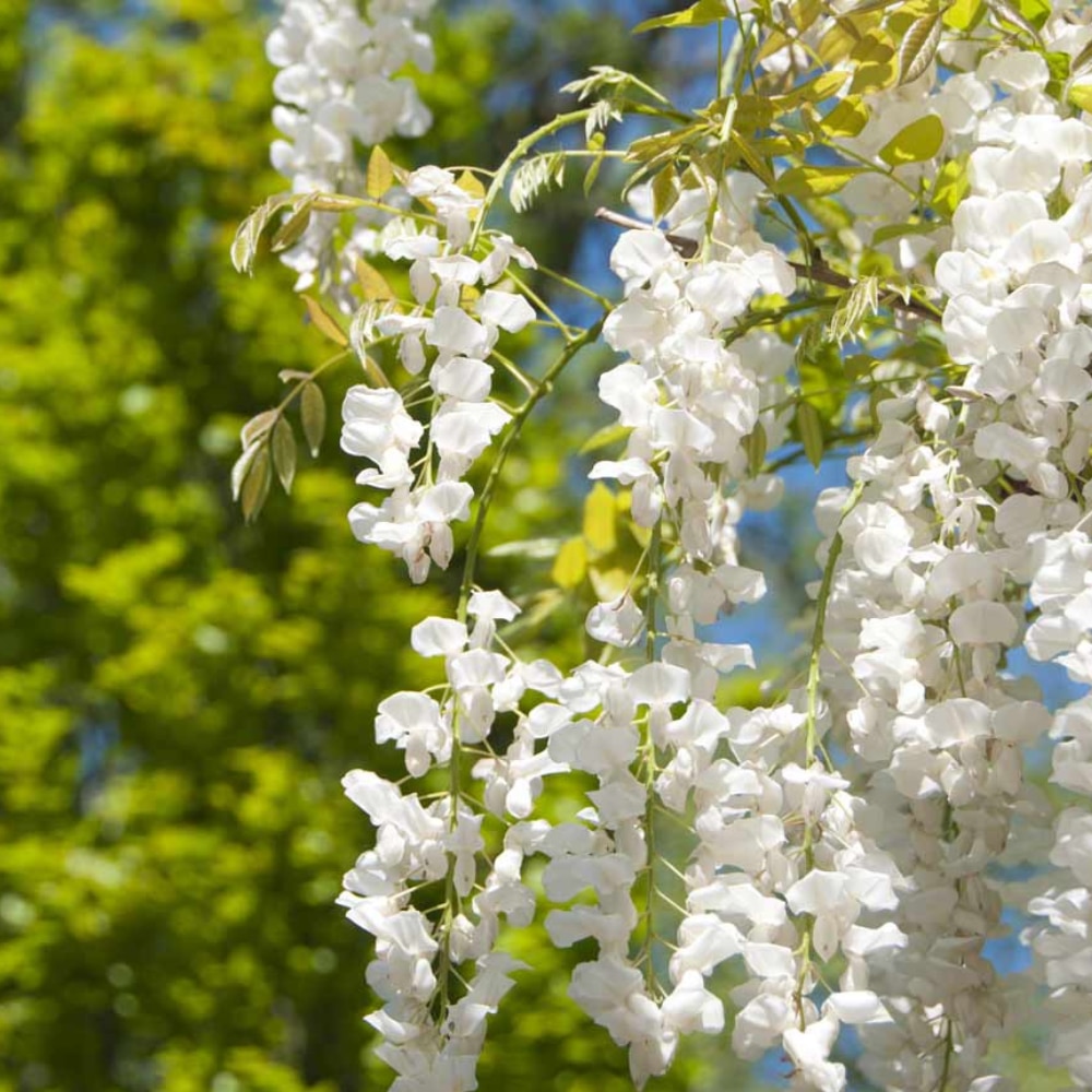 Wisteria sinensis var. sinensis f. alba  