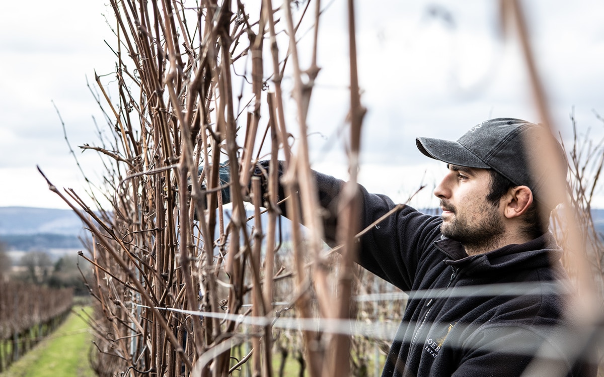 grape vine pruning