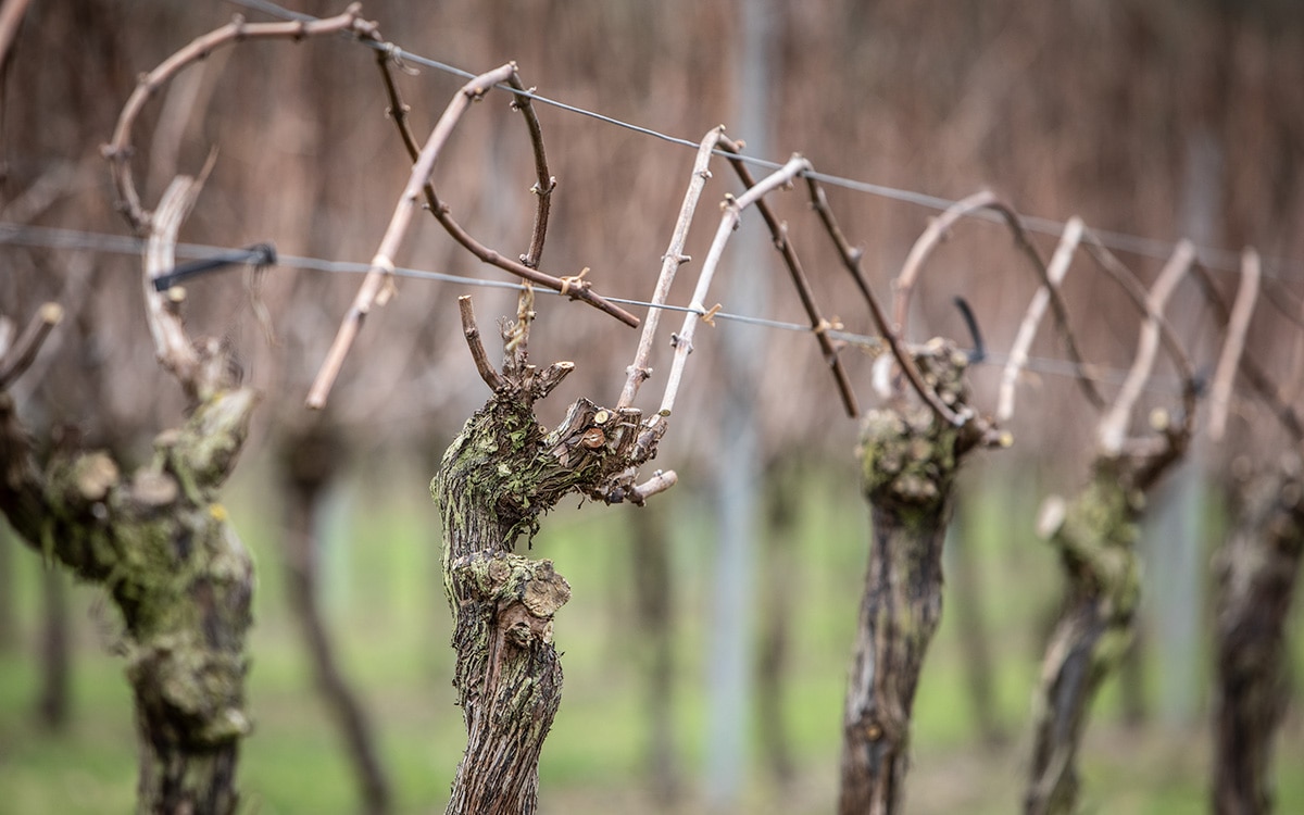 pruning and training grape vines